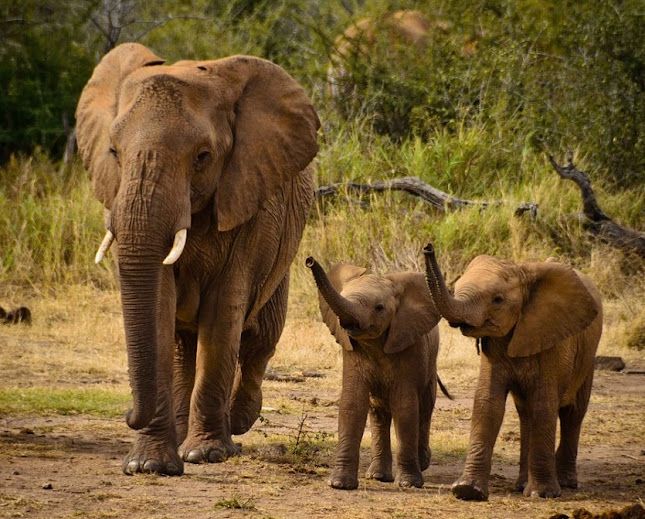 Maquillaje sin crueldad: Belleza consciente y respetuosa para animales