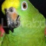 Descubre el fascinante mundo del maquillaje de animales: colores y creatividad para transformarte en tu especie favorita