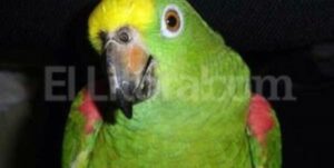 Descubre el fascinante mundo del maquillaje de animales: colores y creatividad para transformarte en tu especie favorita