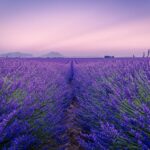 Beneficios de la Lavanda: Piel Radiante y Mente Tranquila