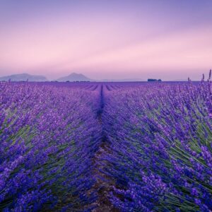 Beneficios de la Lavanda: Piel Radiante y Mente Tranquila