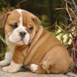 Bulldog, la piel naturalmente cuidada