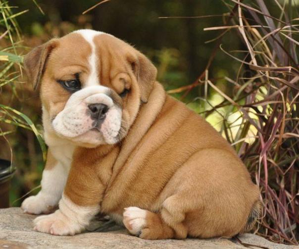 Bulldog, la piel naturalmente cuidada