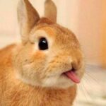 Crea un maquillaje de conejo para niños: paso a paso y divertido