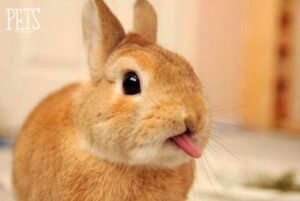 Crea un maquillaje de conejo para niños: paso a paso y divertido
