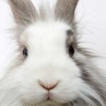 Descubre los mejores tips de maquillaje para lucir una cara de conejo perfecta