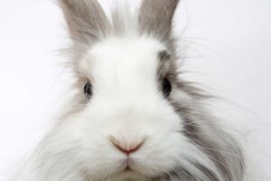 Descubre los mejores tips de maquillaje para lucir una cara de conejo perfecta