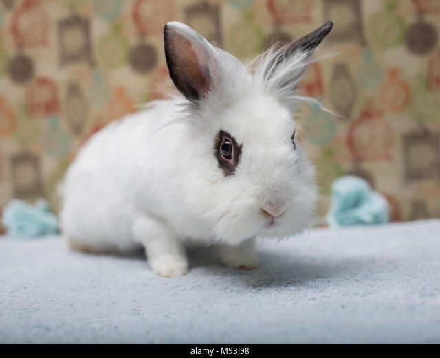 Descubre el mejor maquillaje para tu disfraz de conejo