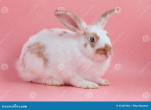 Descubre las mejores ideas de maquillaje de conejo para lucir adorable