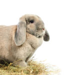 Descubre un adorable y fácil maquillaje de conejo para niñas