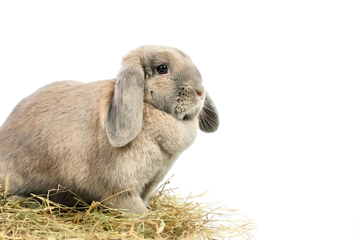Descubre un adorable y fácil maquillaje de conejo para niñas