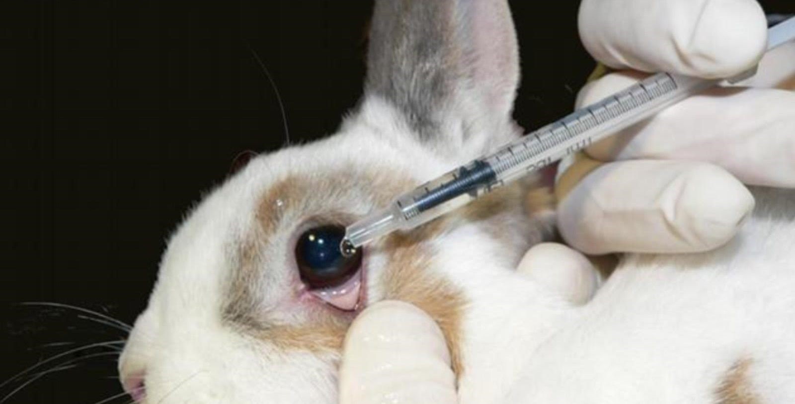 ¿Maquillaje MAC testea en animales? Descubre la verdad y protege a nuestros amigos peludos.