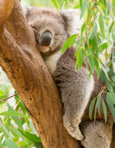 Descubre las mejores marcas de cuidado de la piel natural en Australia