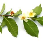El poder de Camellia Sinensis en la piel: ¡Descubre sus beneficios!