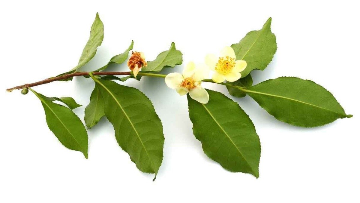 El poder de Camellia Sinensis en la piel: ¡Descubre sus beneficios!