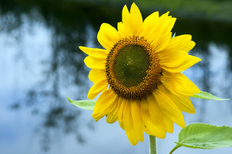 Descubre el encanto del maquillaje con flores: resalta tu Belleza natural.