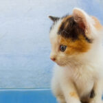 Descubre el encanto del maquillaje de gatito para bebés: divertido y tierno