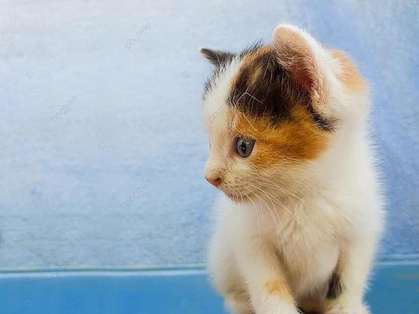 Descubre el encanto del maquillaje de gatito para bebés: divertido y tierno