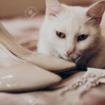 Descubre el maquillaje perfecto para resaltar la Belleza de tu gato blanco