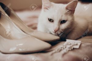 Descubre el maquillaje perfecto para resaltar la Belleza de tu gato blanco