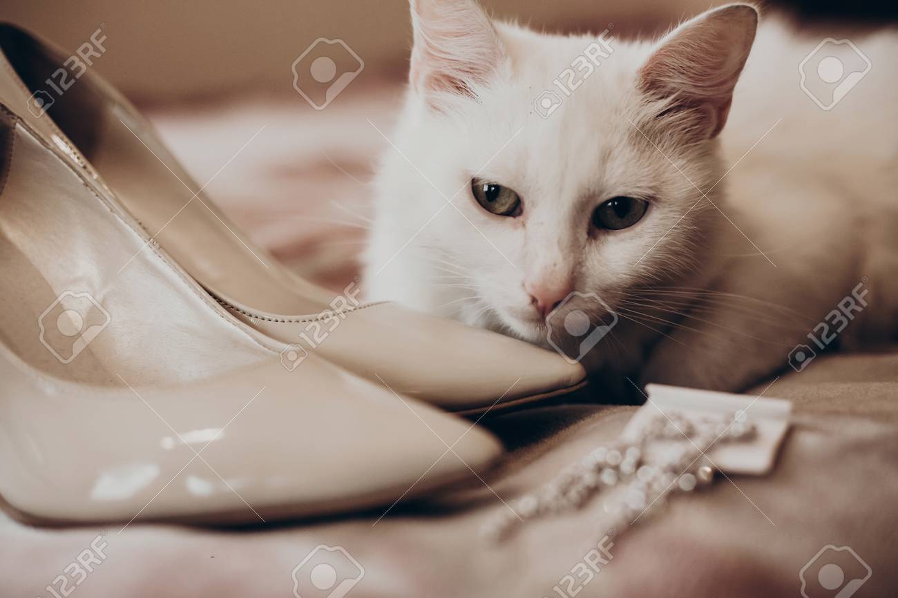 Descubre el maquillaje perfecto para resaltar la Belleza de tu gato blanco