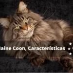 Descubre el encanto del maquillaje de gato blanco para una mirada felina irresistible