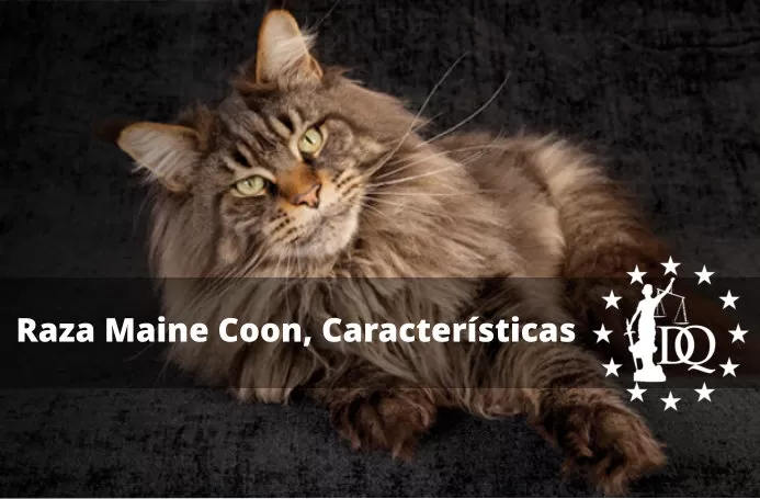Descubre el encanto del maquillaje de gato blanco para una mirada felina irresistible