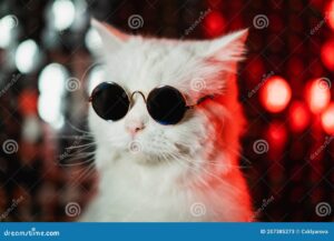 Descubre el maquillaje perfecto de gato para hombres y resalta tu estilo felino.