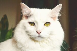 Maquillaje de gato para adolescentes: Descubre looks divertidos y modernos.
