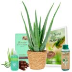 Gel de aloe vera para una piel radiante y saludable