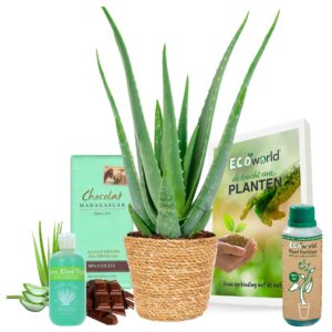 Gel de aloe vera para una piel radiante y saludable