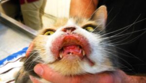 Descubre el mejor maquillaje para tus labios con lengua de gato.