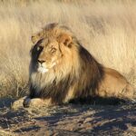 Descubre el mejor maquillaje de león para lucir salvaje y sofisticada