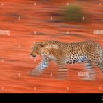 Descubre el fascinante maquillaje artístico de leopardo – ¡Deslumbra con tu look único y salvaje!