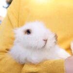Descubre el encanto del maquillaje conejo inspirado en Alicia en el País de las Maravillas.