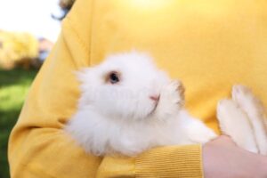 Descubre el encanto del maquillaje conejo inspirado en Alicia en el País de las Maravillas.