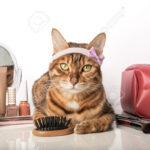 Descubre el divertido maquillaje de gato para niños y crea looks adorables