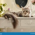 Divertido maquillaje de gato para niños: ¡transforma su rostro en un adorable felino!