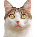 Descubre increíbles ideas de maquillaje de gato para lucir felina y deslumbrante