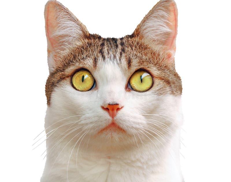 Descubre increíbles ideas de maquillaje de gato para lucir felina y deslumbrante