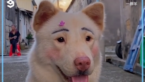 Encuentra los mejores productos de maquillaje para perros – Crea looks increíbles para tu peludo compañero – Ideal para amantes de los perros.