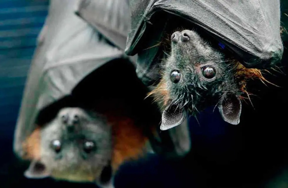 Consigue un maquillaje de murciélago fácil y divertido