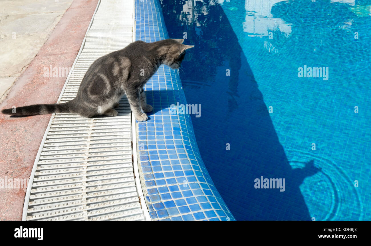 Transforma a tu hijo en un gato con maquillaje infantil fácil y divertido