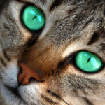 Transforma tu look con un maquillaje de gato siamés: tutorial paso a paso.
