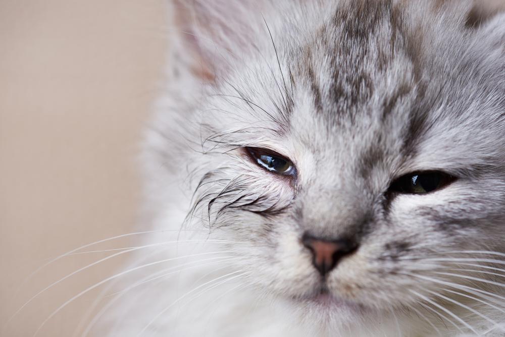 Consigue un look felino con el maquillaje tipo gato.