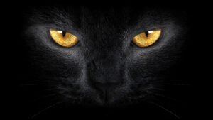 Obtén un look felino perfecto con el maquillaje de gato nariz.
