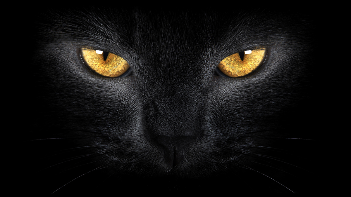 Obtén un look felino perfecto con el maquillaje de gato nariz.