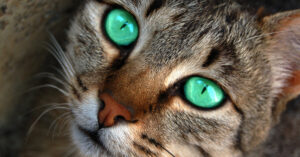 Transforma tu look con un maquillaje de gato siamés: tutorial paso a paso.