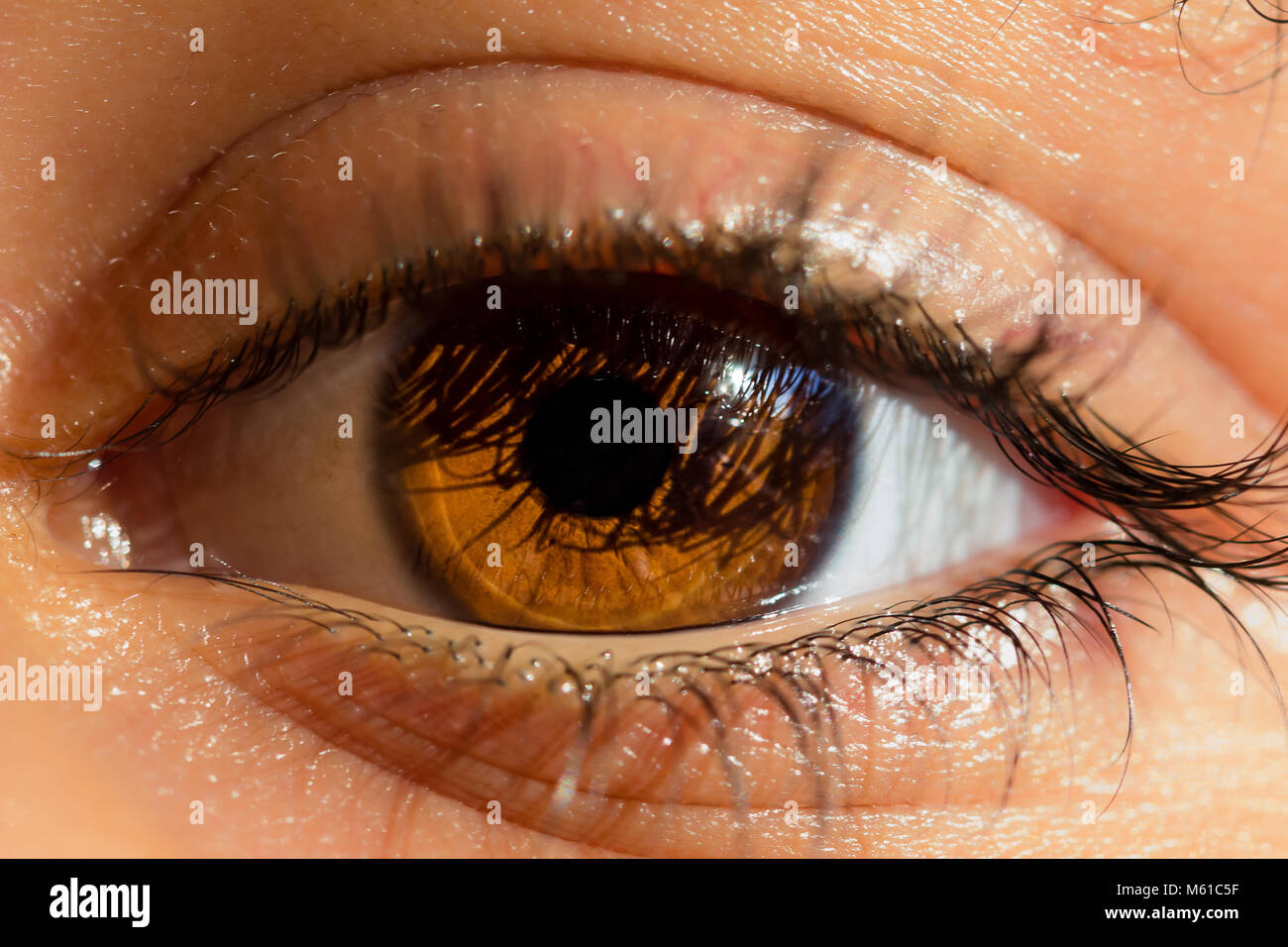 Descubre el maquillaje natural ideal para resaltar tus ojos marrones