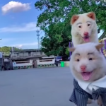 Descubre el mejor maquillaje para tu perro y sorpréndete con su nuevo look.